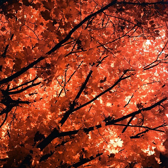 Red leaves on black branches